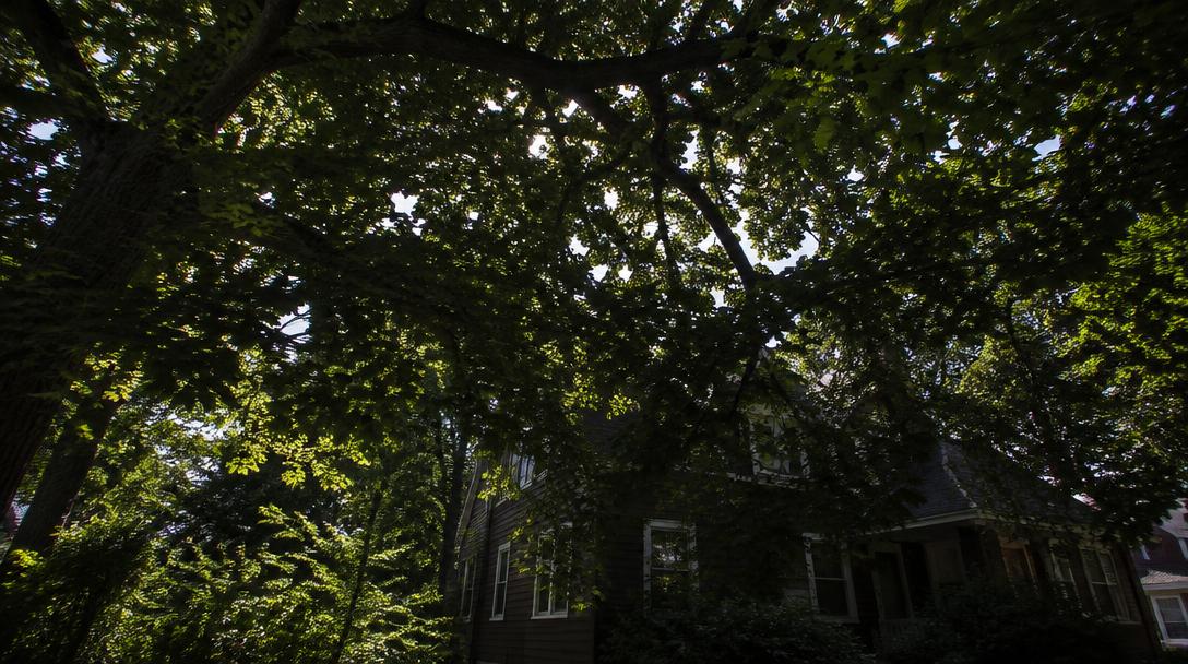 Dense tree canopy blocking sunlight over a house and yard