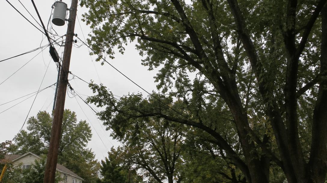 Trees growing into overhead power lines on a Richmond street